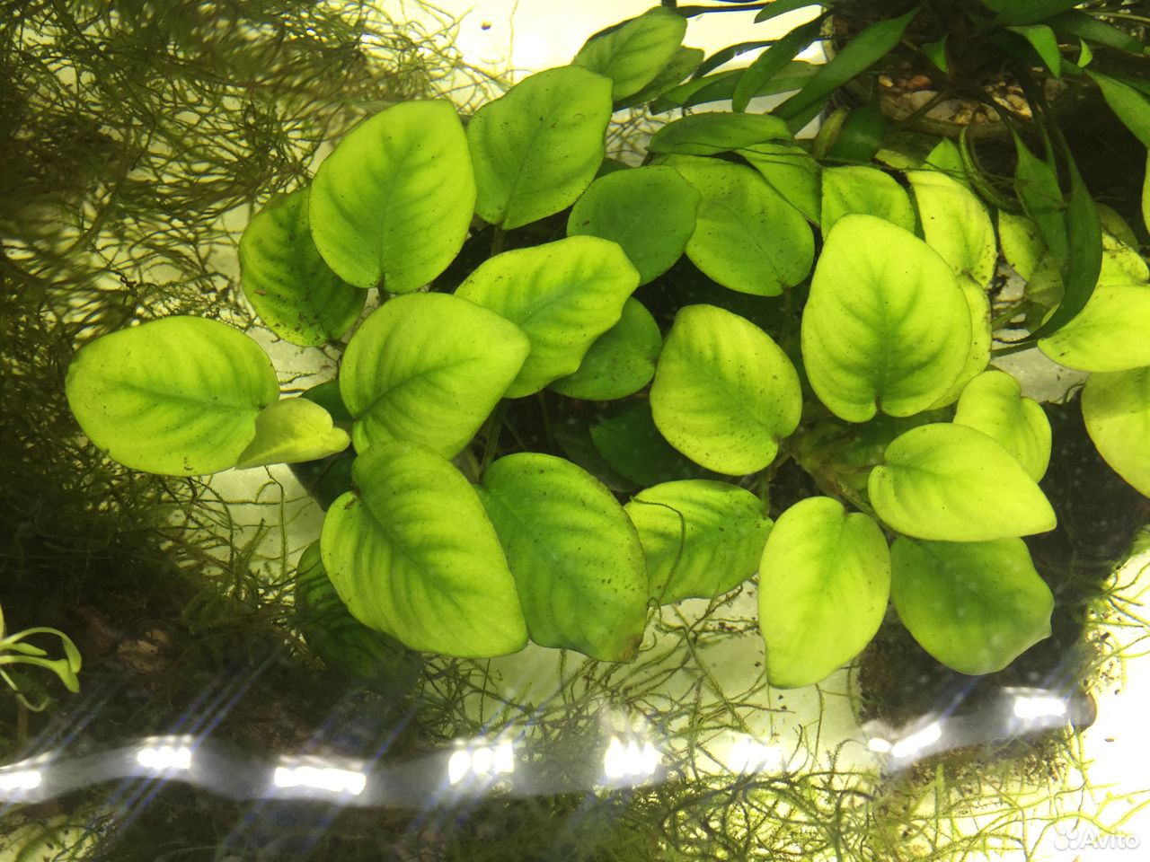 Анубиас, роталла, растения в аквариум купить на Зозу.ру - фотография № 6