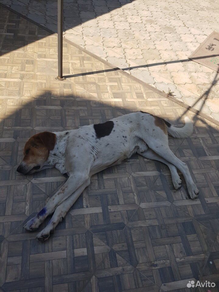 Собака найдена купить на Зозу.ру - фотография № 3
