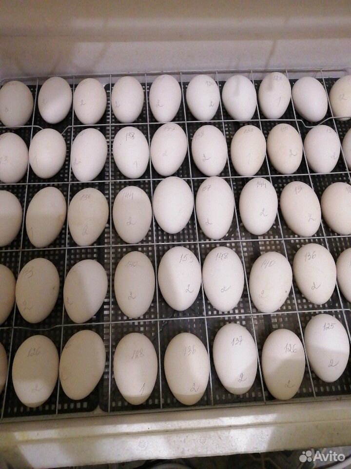 Гусята, яйцо купить на Зозу.ру - фотография № 2