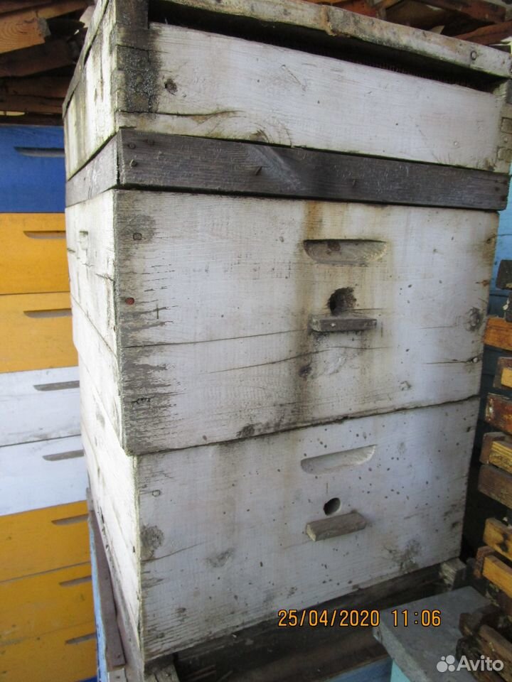 Пчелосемьи, пчелопакеты, ульи б/у купить на Зозу.ру - фотография № 4