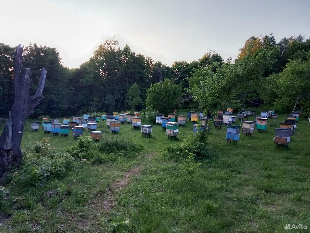 Пчелопакет формируем на пасеке купить на Зозу.ру - фотография № 1