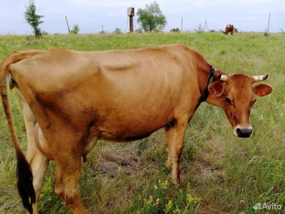 Продаю Айширскую и Джерсейскую корову купить на Зозу.ру - фотография № 4