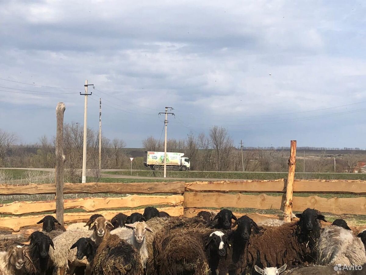 Овцы и бараны купить на Зозу.ру - фотография № 2
