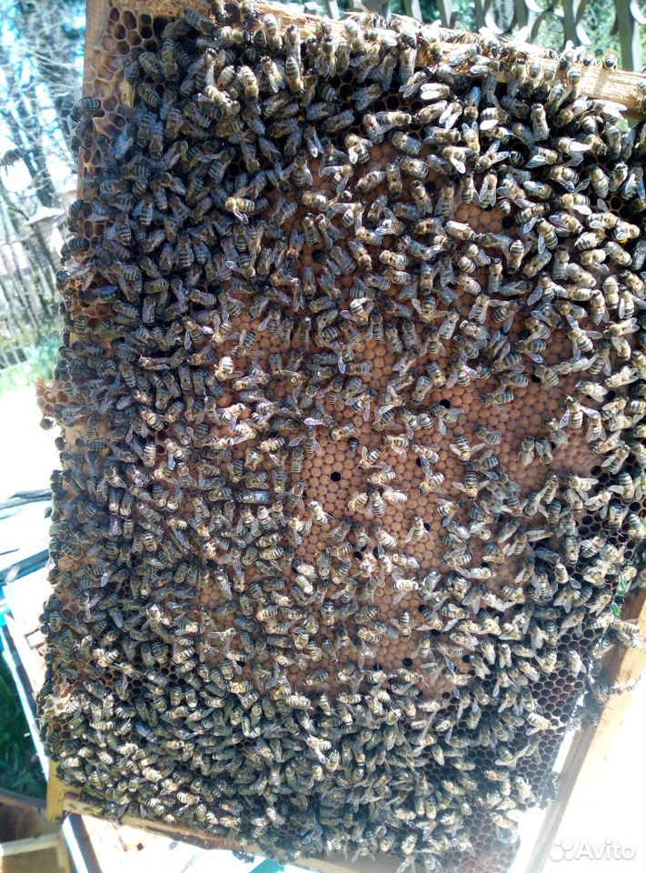 Расплод\ пчелопакеты\серая горная кавказская пчела купить на Зозу.ру - фотография № 1