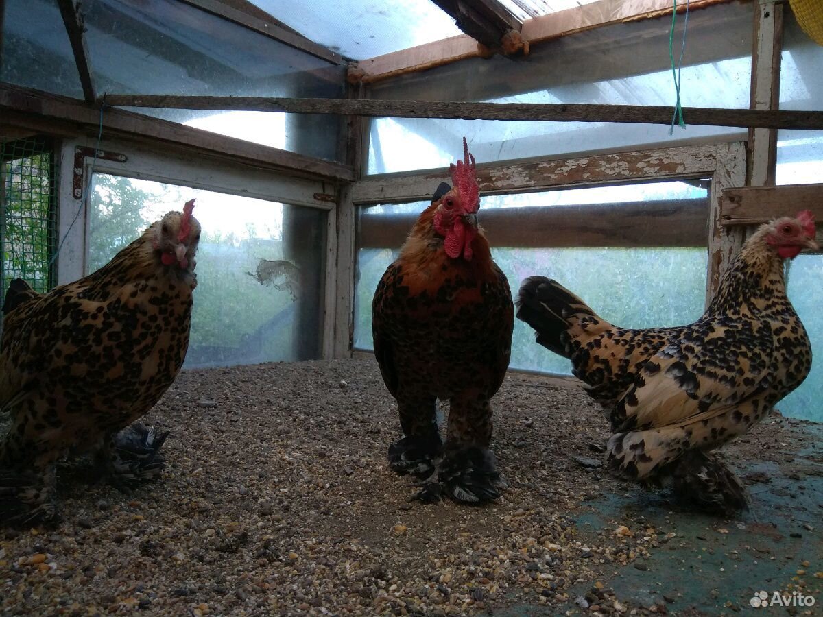 Яйцо, цыплята, индоутки купить на Зозу.ру - фотография № 4