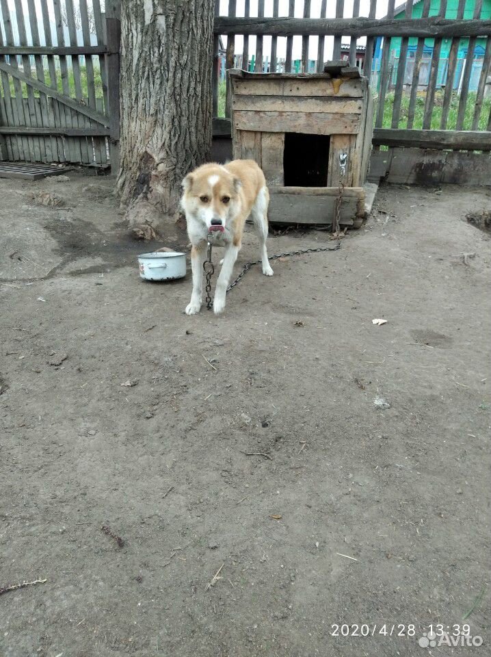 Злая собака купить на Зозу.ру - фотография № 6