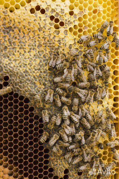 Пчелы купить на Зозу.ру - фотография № 2