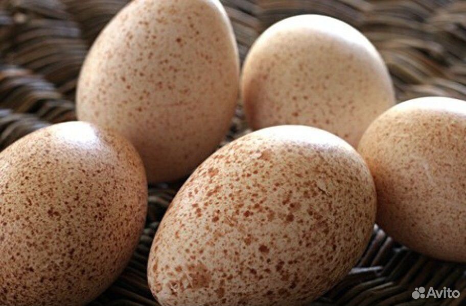 Яйцо индюшиное (инкубационное) купить на Зозу.ру - фотография № 1