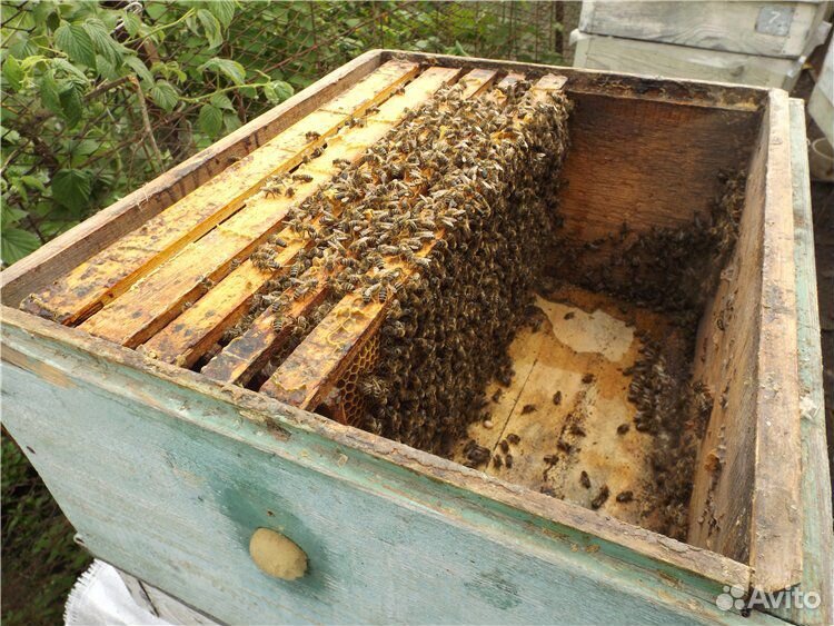 Отводок пчел простой способ. Пчелиные отводки. Улей для отводков. Отводок пчел. Отводки пчел весной.