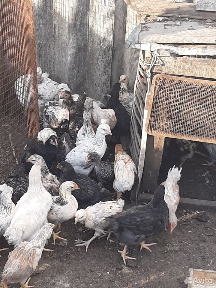Цыплята мясо-яичных пород подрощенные купить на Зозу.ру - фотография № 1