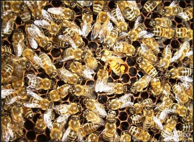 Пчелопакеты бакфаст купить на 2024. Пчеломатки Бакфаст mnk10. Пчеломатки итальянки. Пчеломатка итальянка фото. Караван итальянка пчеломаток.