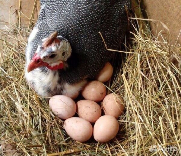 Инкубационное яйцо цесарки купить на Зозу.ру - фотография № 1