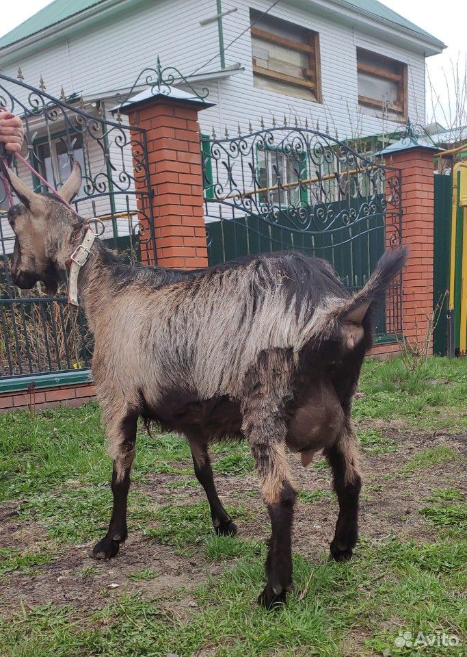 Дойная альпийская коза купить на Зозу.ру - фотография № 6
