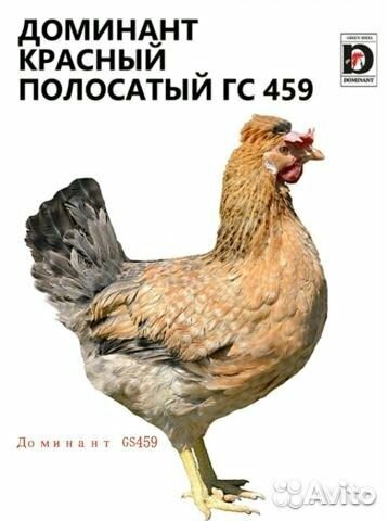 Подрощенные цыплята Доминант GS459 купить на Зозу.ру - фотография № 2