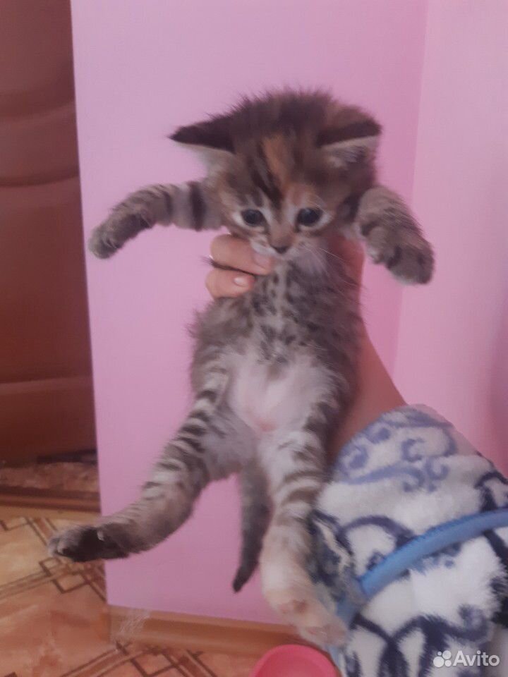 Котёнок девочка купить на Зозу.ру - фотография № 3