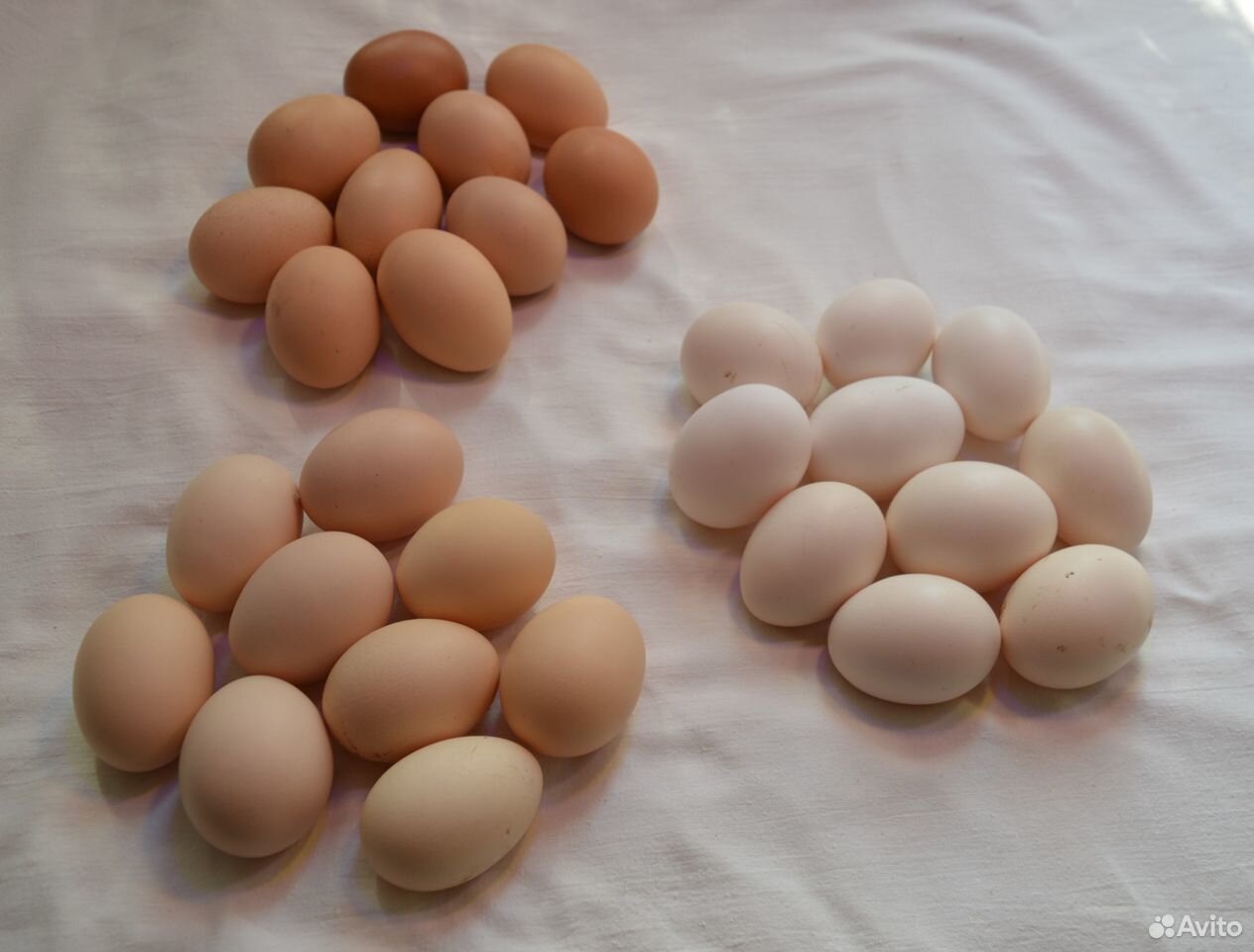 Яйцо инкубационное кур-несушек купить на Зозу.ру - фотография № 1
