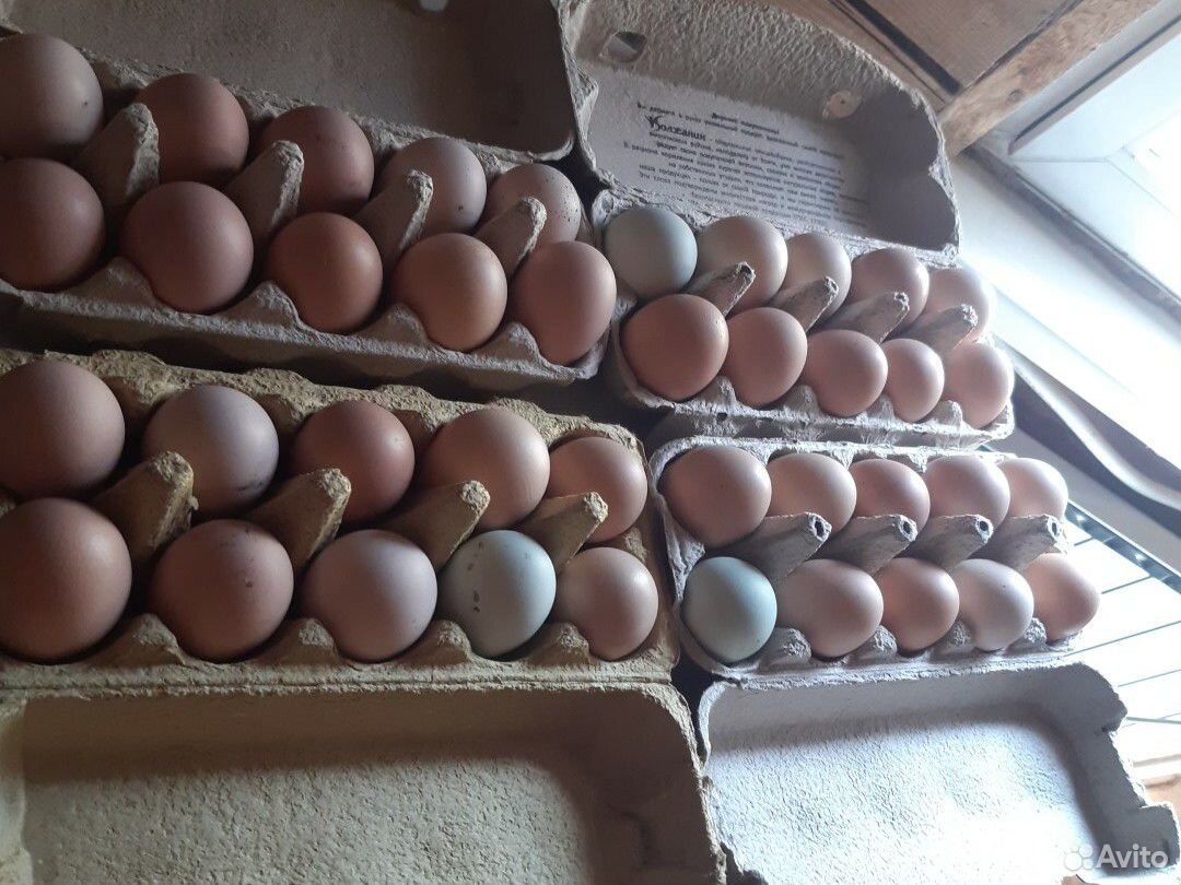 Яйца на инкубацию купить на Зозу.ру - фотография № 3