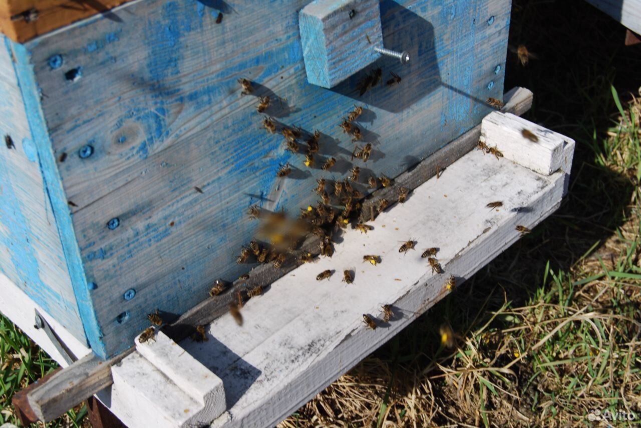 Пчелы средне русской породы купить на Зозу.ру - фотография № 1