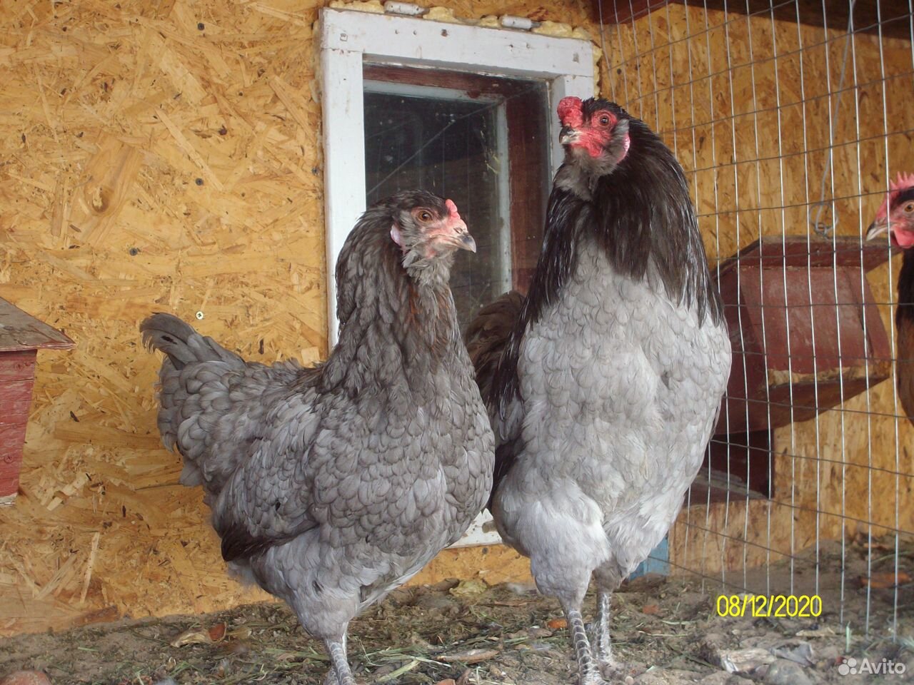 Яйцо и цыплята породной птицы купить на Зозу.ру - фотография № 3