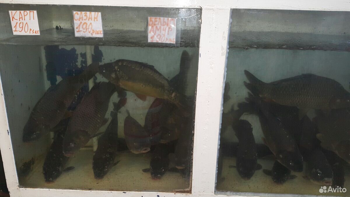 Рыба раки морепродукты специи купить на Зозу.ру - фотография № 2