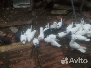 Бакинские голуби (разные) купить на Зозу.ру - фотография № 4