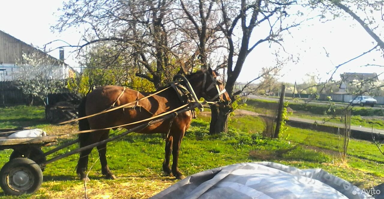 Продам рабочего коня купить на Зозу.ру - фотография № 1