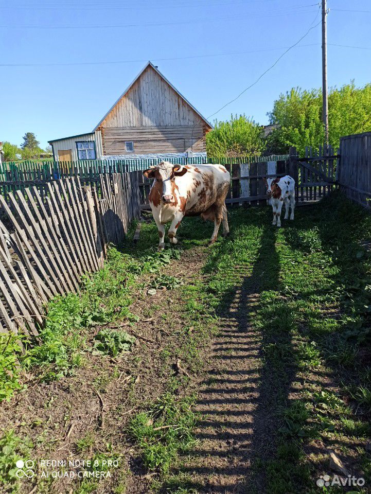 Продам корову купить на Зозу.ру - фотография № 8