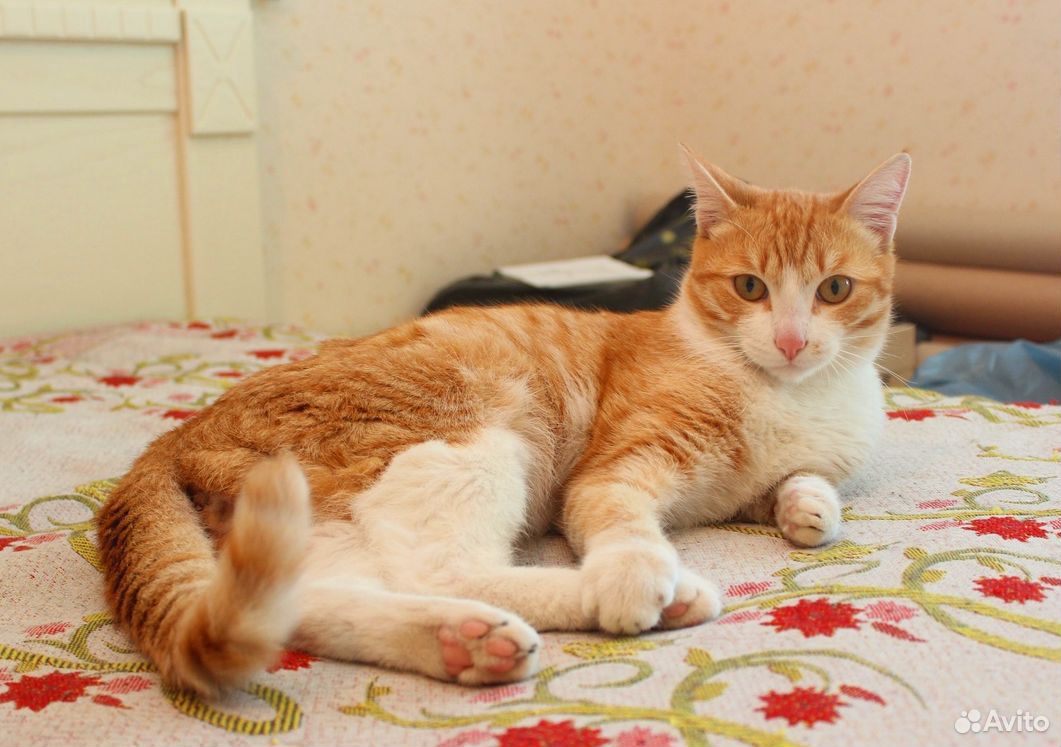 Имена для рыжих котиков