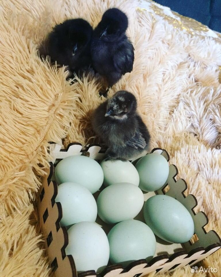 Яйца китайских кур купить на Зозу.ру - фотография № 3