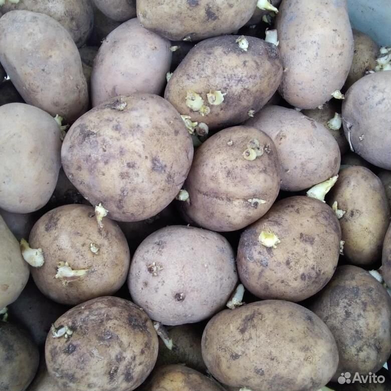 Семенной картофель купить на Зозу.ру - фотография № 1