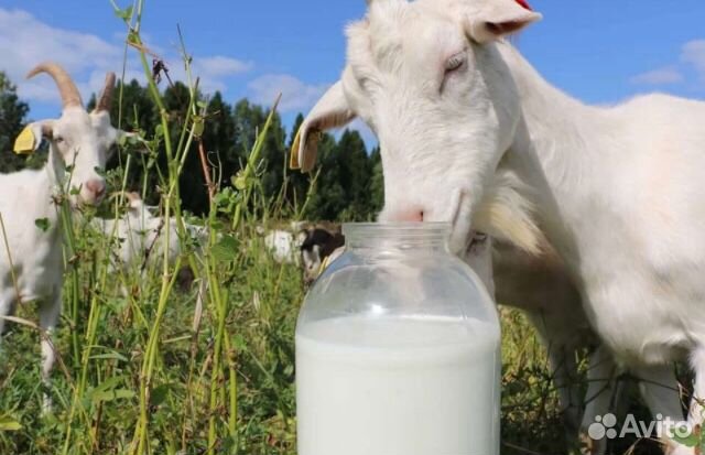 Молоко козье купить на Зозу.ру - фотография № 2