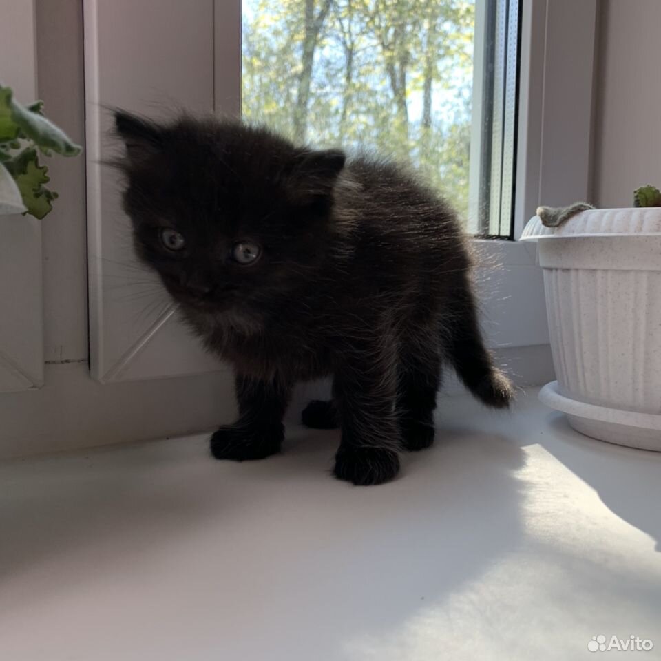 Чёрный котёнок-девочка, 1 месяц купить на Зозу.ру - фотография № 4