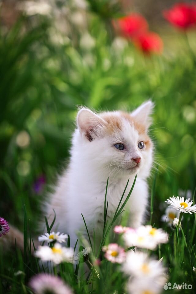Сибирские котята купить на Зозу.ру - фотография № 4