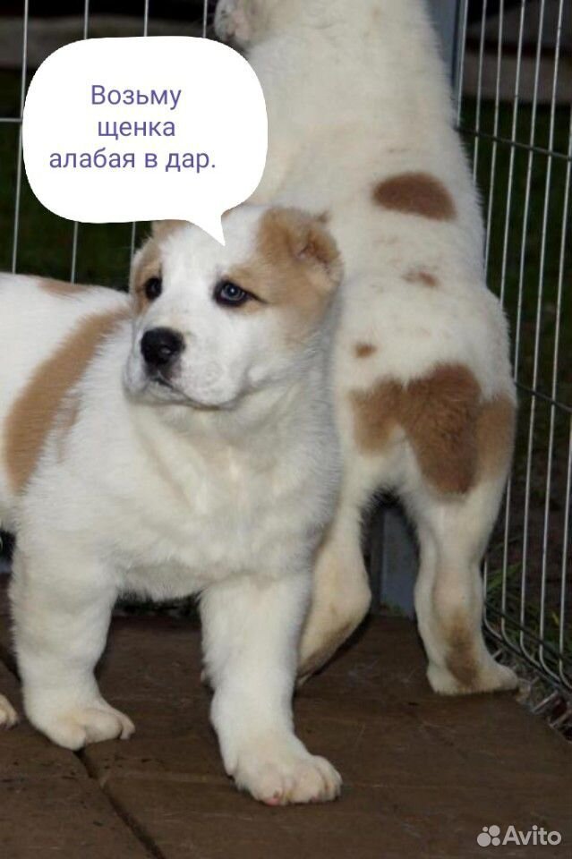 Возьму щенка алабая купить на Зозу.ру - фотография № 1