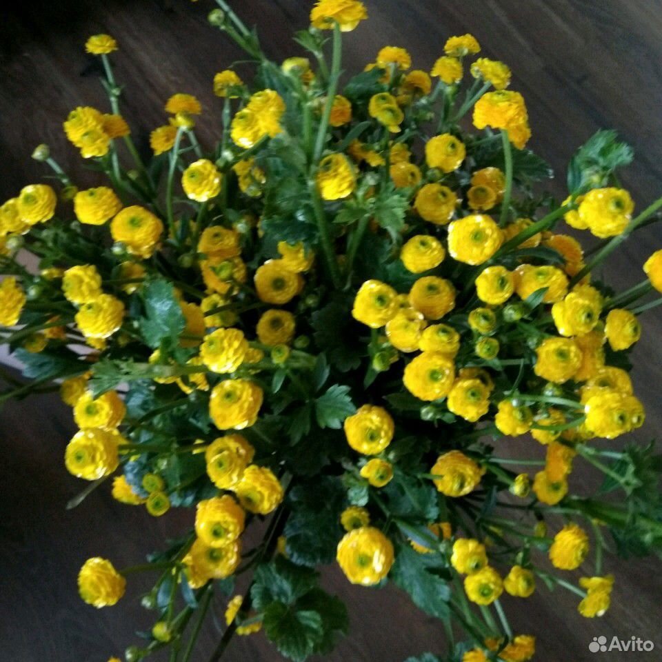 Цветы многолетники купить на Зозу.ру - фотография № 7