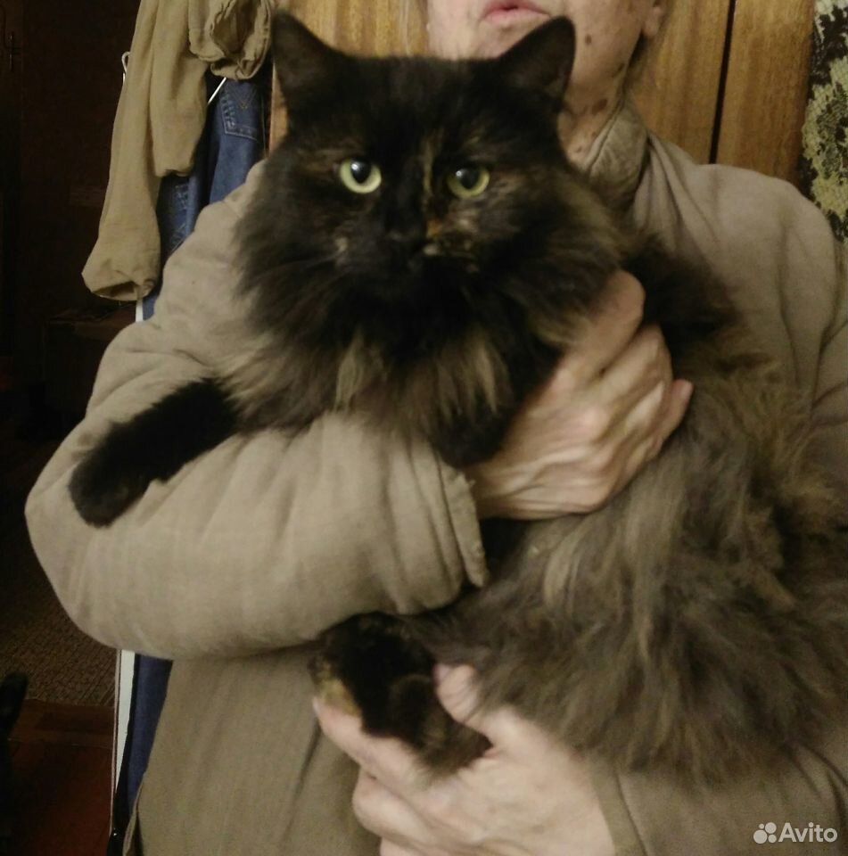 Котик необычного окраса купить на Зозу.ру - фотография № 3