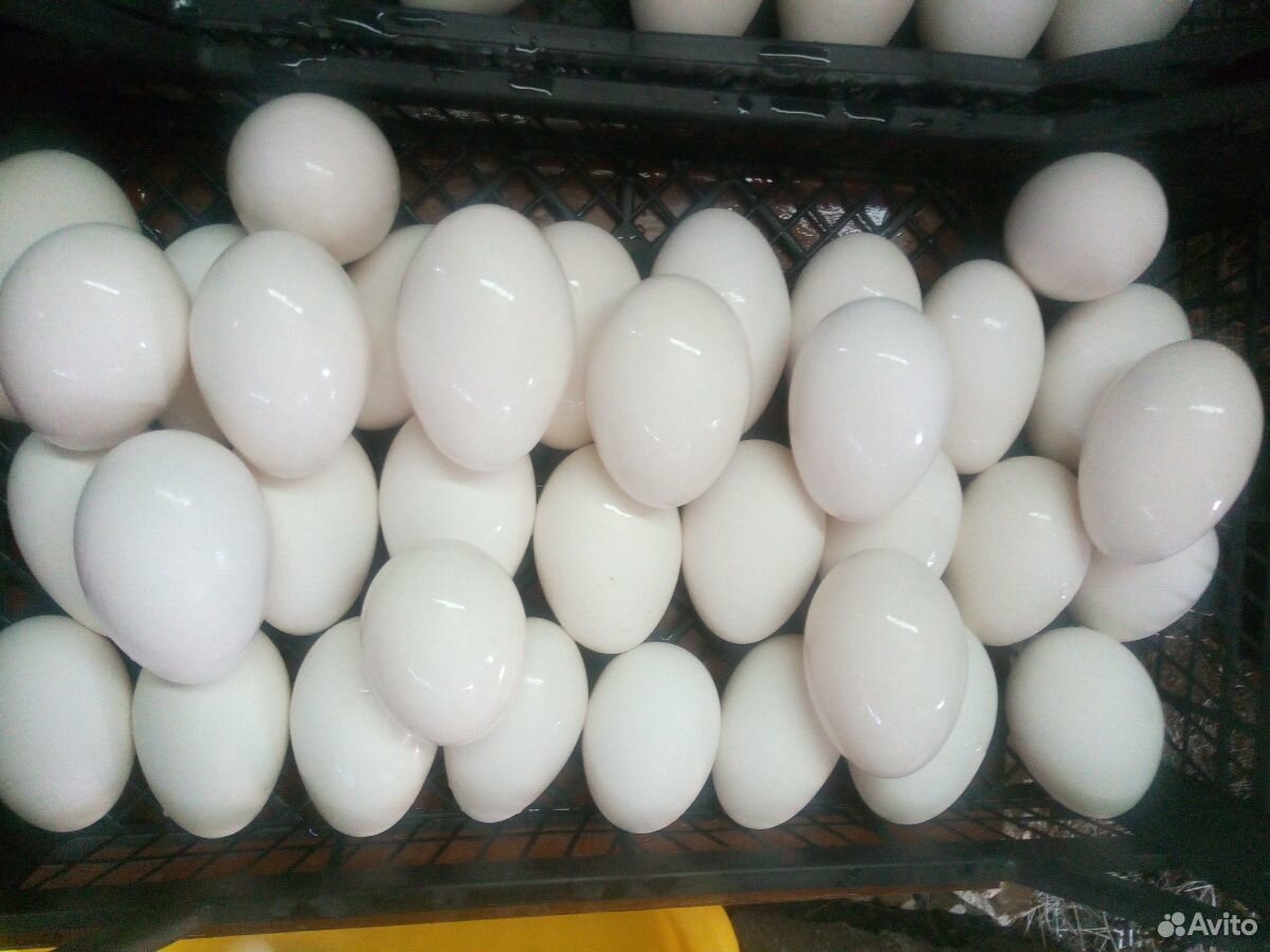 Гусиное инкубационное яйцо купить на Зозу.ру - фотография № 5