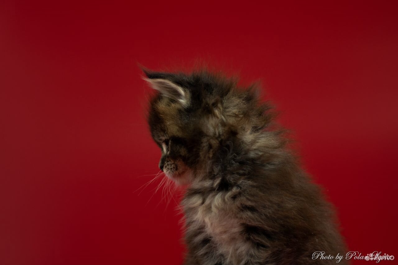Котята мейн-кун купить на Зозу.ру - фотография № 5