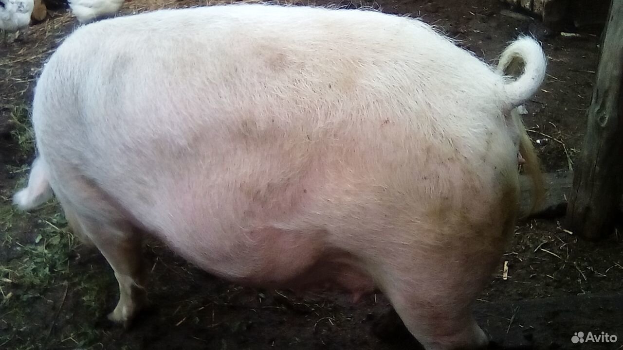 Продам свиноматку три года купить на Зозу.ру - фотография № 3