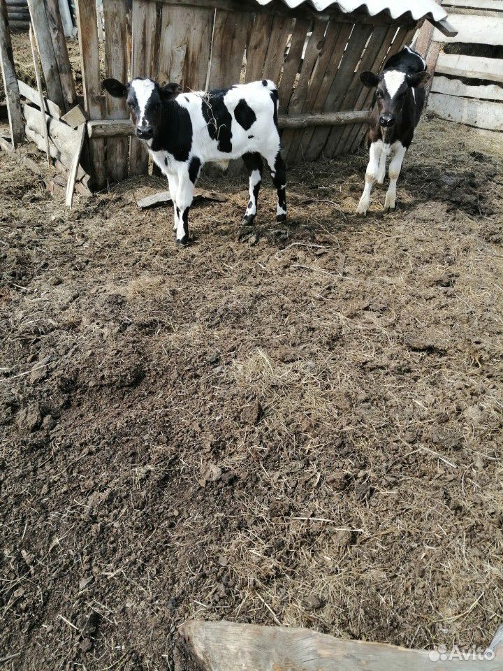 Корова и бычок можно по отдельносьи купить на Зозу.ру - фотография № 5