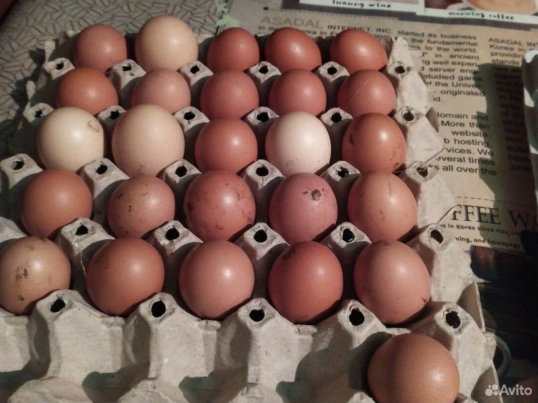 Яйцо куриное на корм скоту купить на Зозу.ру - фотография № 6