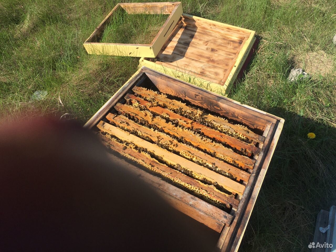 Пчёлы (с ульями) купить на Зозу.ру - фотография № 3