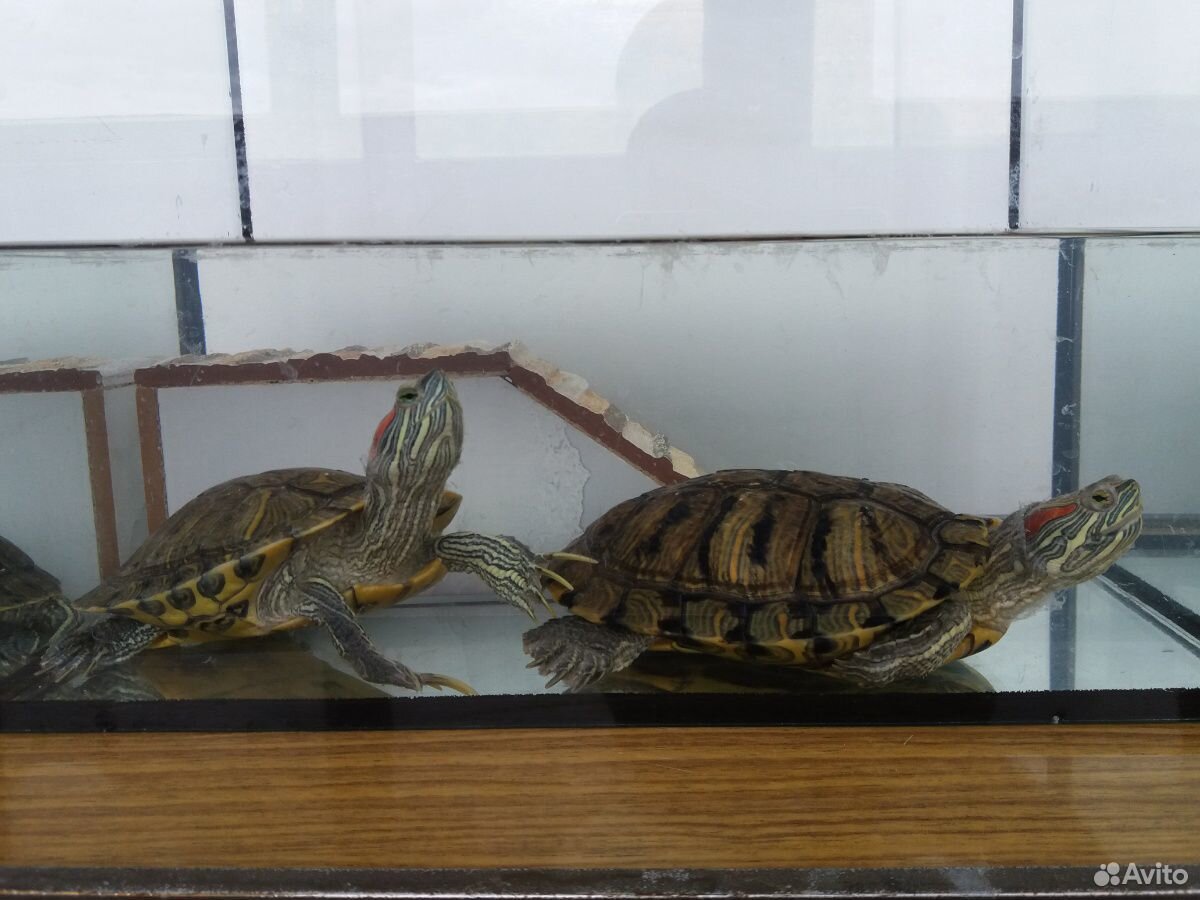 Две аквариумные красноухие черепахи купить на Зозу.ру - фотография № 1