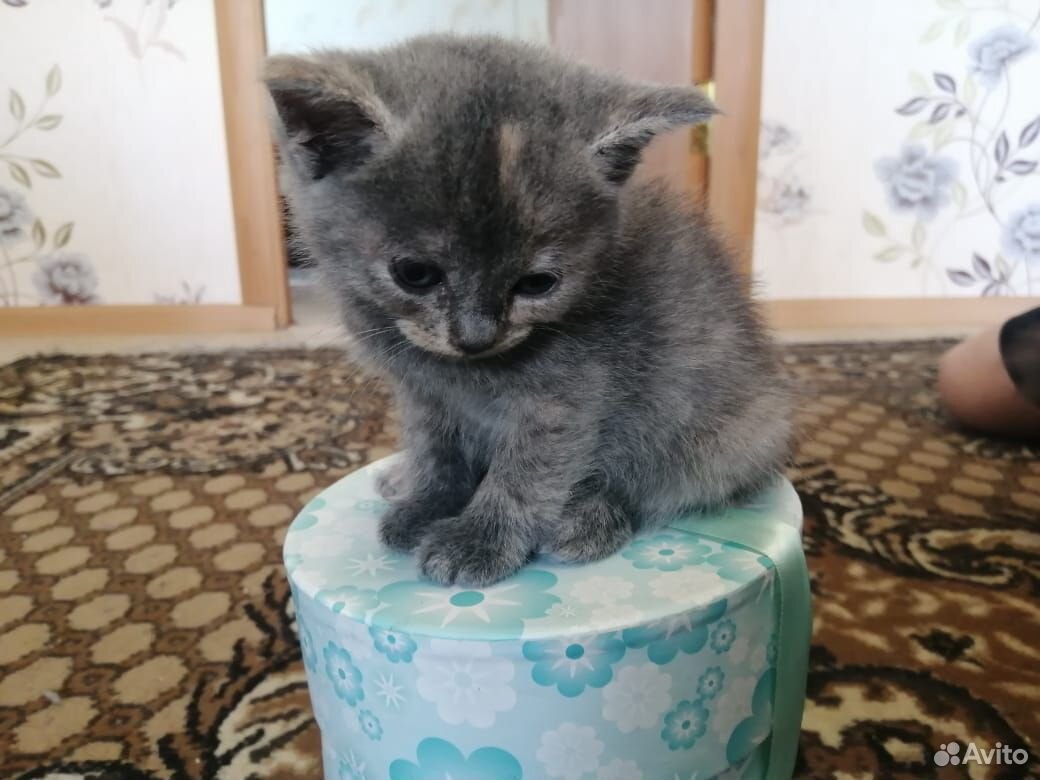 Продаем котят купить на Зозу.ру - фотография № 10