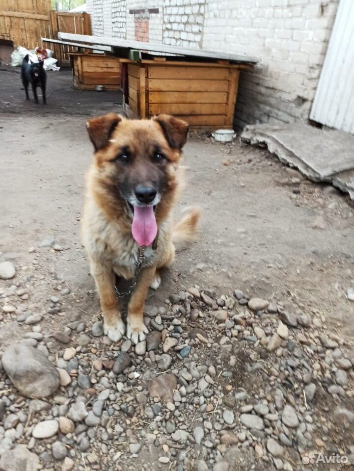 Собака из приюта купить на Зозу.ру - фотография № 2