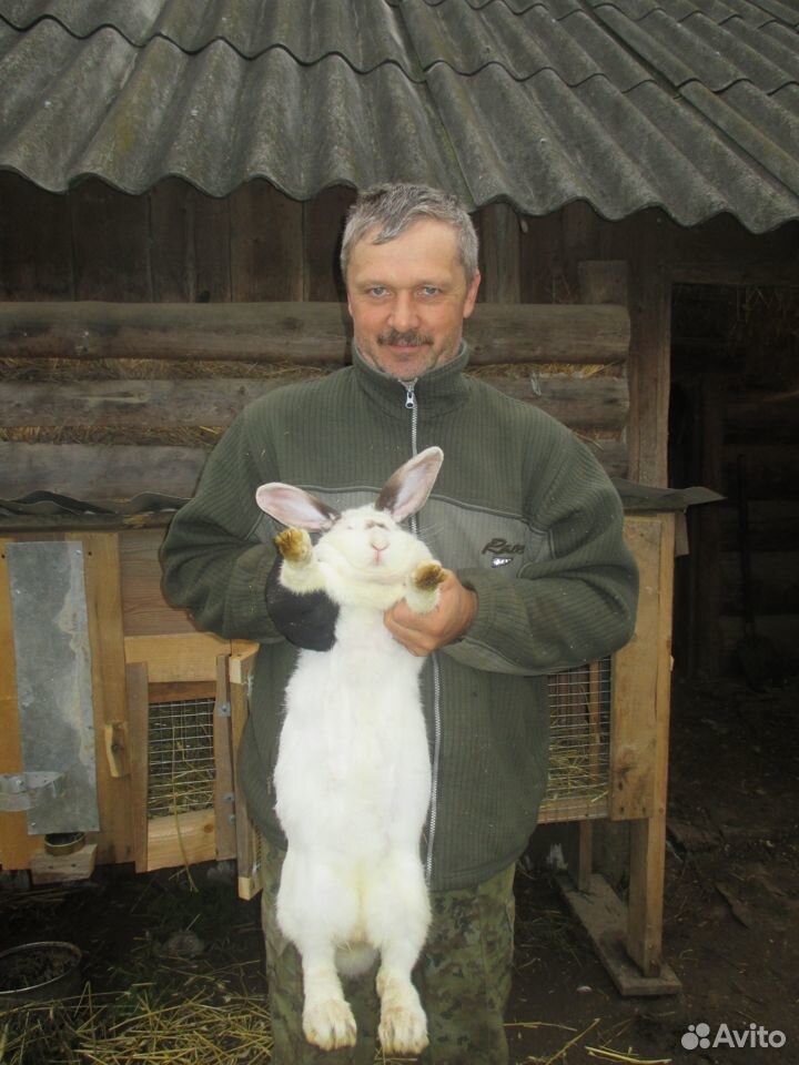 Кролики взрослые и молодняк купить на Зозу.ру - фотография № 2