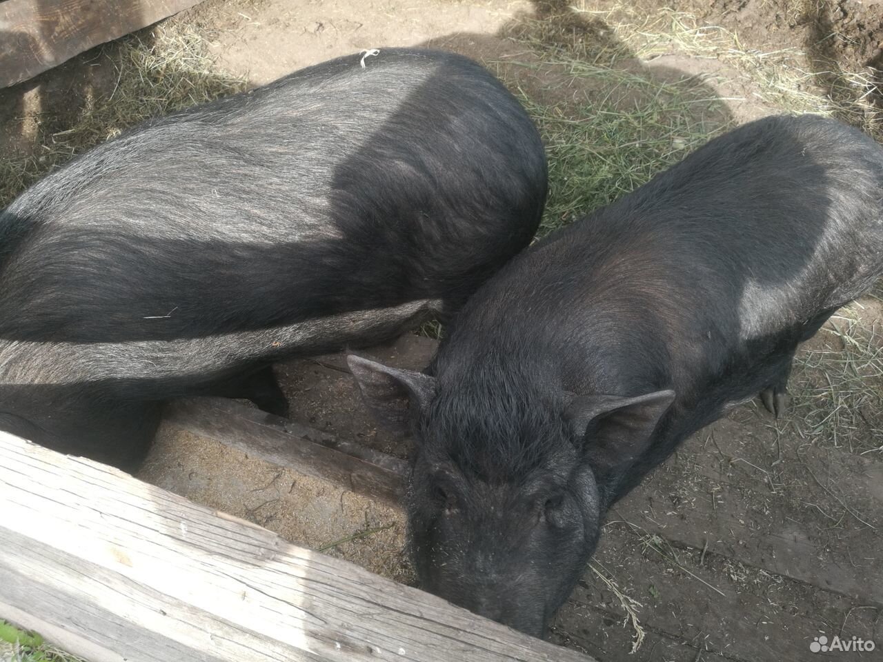 Свинки вьетнамской вислобрюхой купить на Зозу.ру - фотография № 2