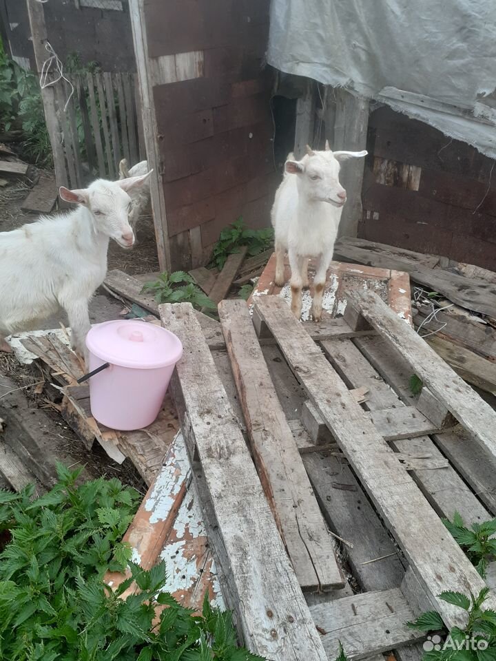 Продаются козы купить на Зозу.ру - фотография № 5