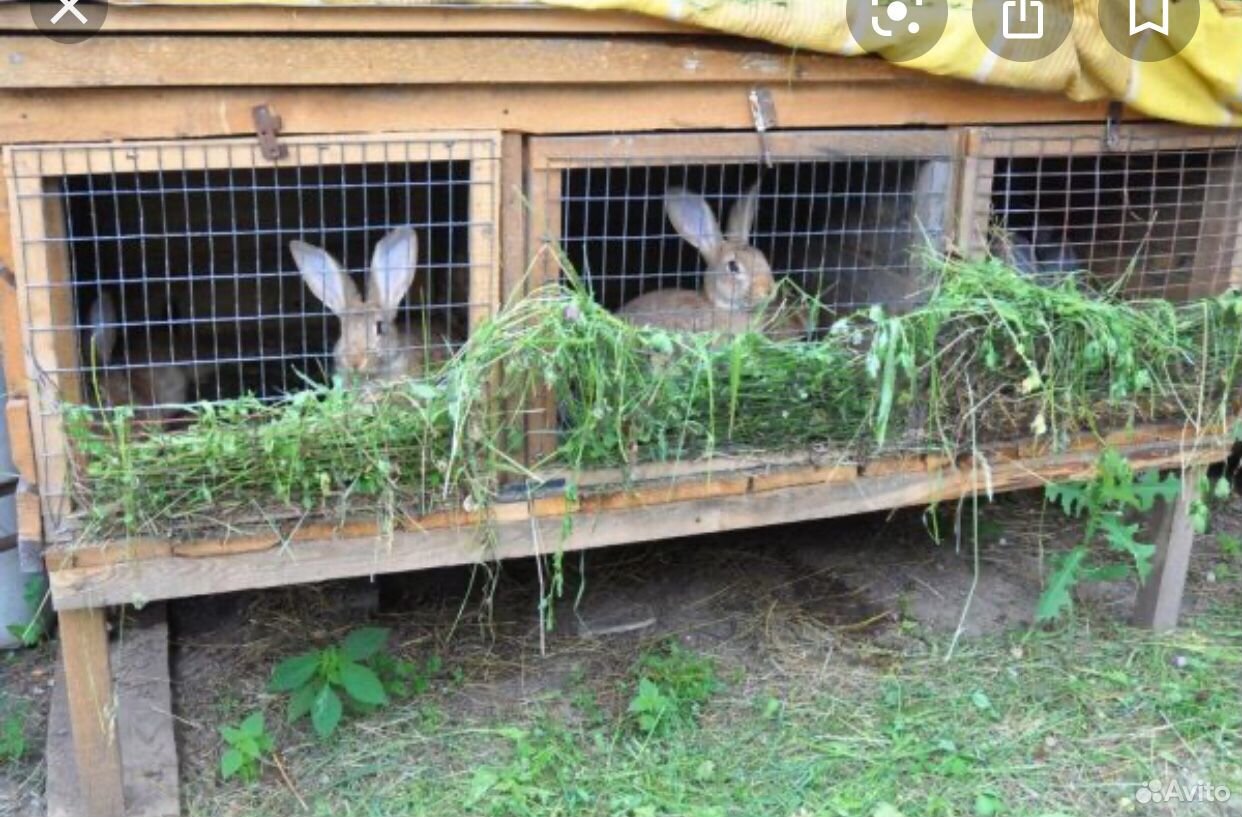 Крольчатник ферма