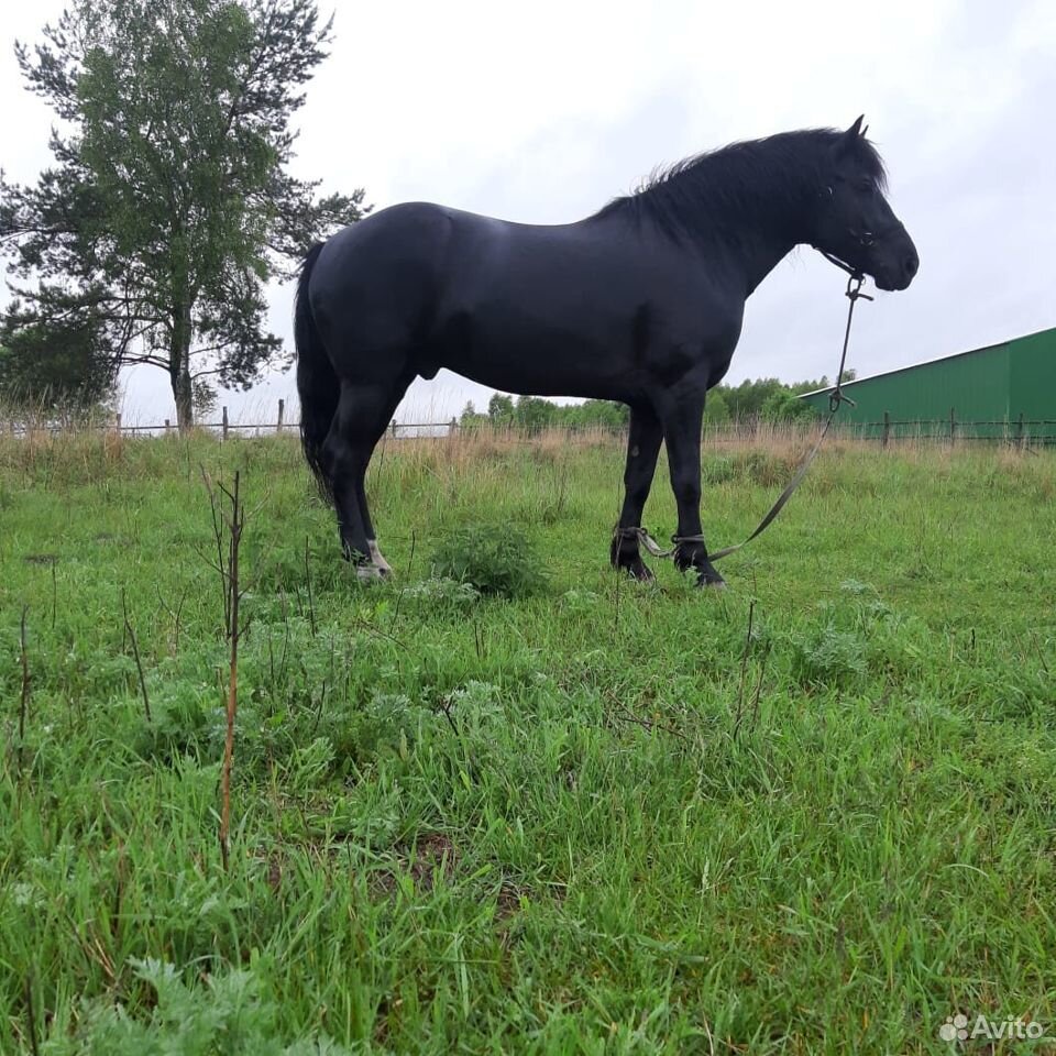 Продаётся лошадь купить на Зозу.ру - фотография № 1